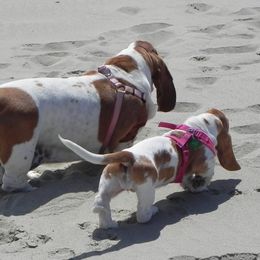 Basset Hound Puppies from Houndful Hearts