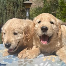 Female 2 - Light golden female Golden Retriever puppy in San Jacinto, California from Golden Retriever Puppy Bliss