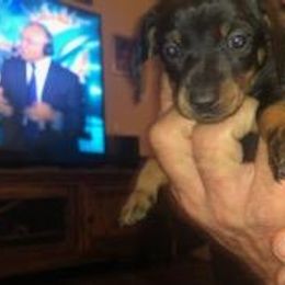 Dachshund Puppies from Carter's Dachshunds