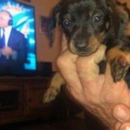 Dachshund Puppies from Carter's Dachshunds