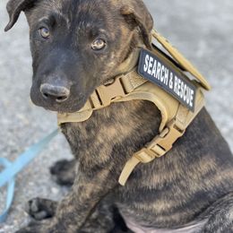 Belgian Malinois and Dutch Shepherd Puppies from Mercy Kennels