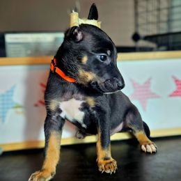 Boy 2 - Black white and tan male Xoloitzcuintli puppy in Myakka, Florida from Experience The Wild
