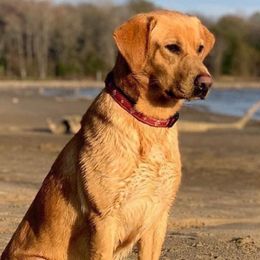 Huck - Labrador Retriever