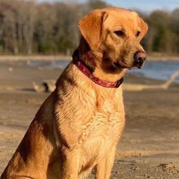 Huck - Labrador Retriever