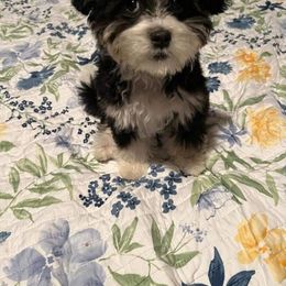 Bernedoodle and Goldendoodle All Grown Up from Mountainside Doodles, LLC