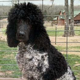 Poodles from Arkansas' Big Hearts