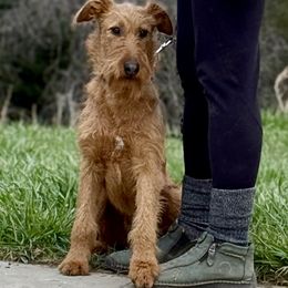Irish Terrier and Scottish Terrier Puppies from Avonlea Terriers