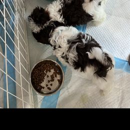 Shih Tzu Puppies from Mayra’s Shih Tzus