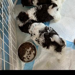 Shih Tzu Puppies from Mayra’s Shih Tzus