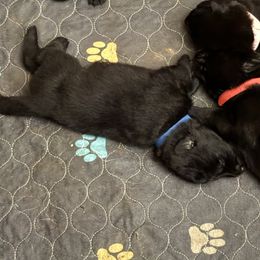 Blue collar boy - Black male German Shepherd puppy in Centralia, Illinois from Janices AKC German Sheperds LLC