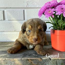 Gourd - Sable male Aussiedoodle puppy in Ellenburg Center, New York from Kristin's Puppies