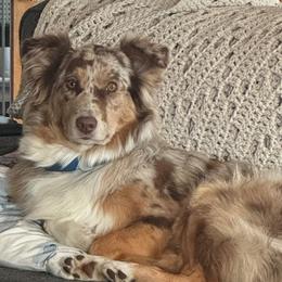 Izzy - Australian Shepherd
