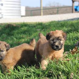 Australian Shepherd and Soft Coated Wheaten Terrier Puppies from Ironwood Ridge Kennels