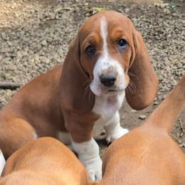 Dolly - Brown and white female Basset Hound puppy in Loysburg,, Pennsylvania from Fisher's Couch Hounds