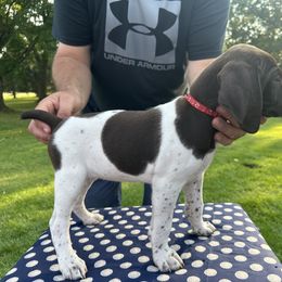 German Shorthaired Pointer All Grown Up from Vought's GSP Pups