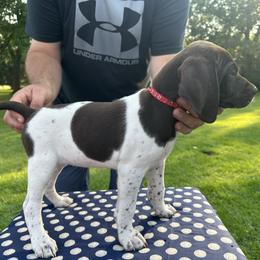 German Shorthaired Pointer All Grown Up from Vought's GSP Pups
