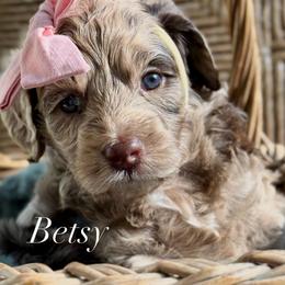 Purple - Merle female Goldendoodle puppy in Murfreesboro, Tennessee from Cherry Lane Farm Doodles