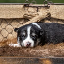 Pomsky Puppies from Pioneer Peak Pomskies