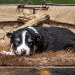 Pomsky Puppies from Pioneer Peak Pomskies