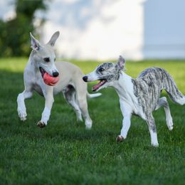 Whippet Puppies from Winstar Whippets