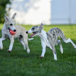 Whippet Puppies from Winstar Whippets