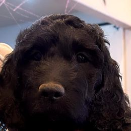 Goldendoodles from Flora Family Goldendoodles