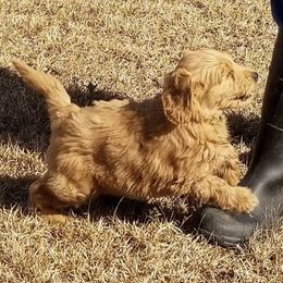 French Bulldog, Goldendoodle, and Golden Retriever Puppies from Crystal Coast Kennels, LLC