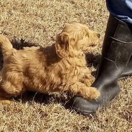 French Bulldog, Goldendoodle, and Golden Retriever Puppies from Crystal Coast Kennels, LLC