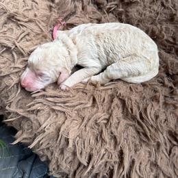 Girl 1 - Cream female Goldendoodle puppy in Arlington, Texas from Chambers Doodle Patch