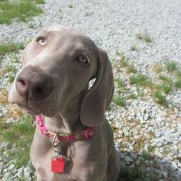 Weimaraners from Zana Schepis's Weimaraners