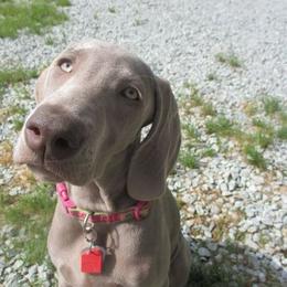 Weimaraners from Zana Schepis's Weimaraners