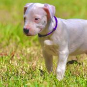 Purple - White Dogo Argentino puppy in Powder Springs, Georgia from Primo Kennels