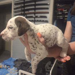 Girl 2 - White and liver brown female Dalmatian puppy in Dothan, Alabama from Spoiledrottendals