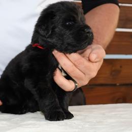 Male 2 - Black male Newfoundland puppy in Tallahassee, Florida from Noble Newfoundlands