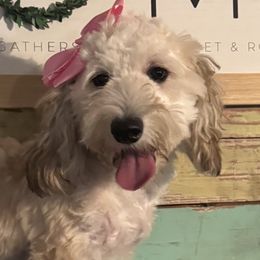 Australian Shepherds, Bernese Mountain Dogs, and Sheepadoodles from Simply Blessed Doodles