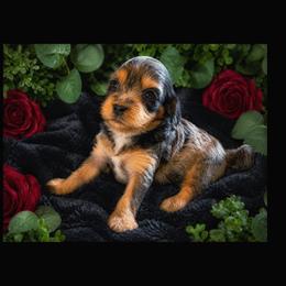 Primrose (Miley) - Merle female Cavapoo puppy in Battle Lake, Minnesota from Panda Puppies