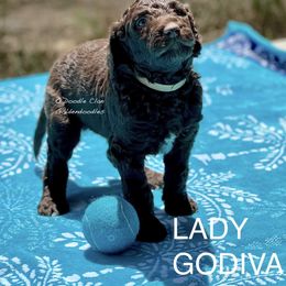 Goldendoodle Puppies from O’Doodle Clan Goldendoodles