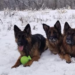 German Shepherds from Maverick GSK