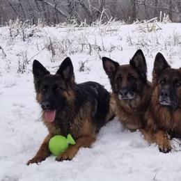 German Shepherds from Maverick GSK