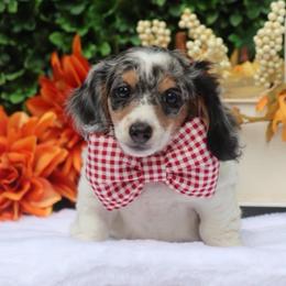 Snickers - Piebald male Dachshund puppy in Woodbine, Georgia from Walker's Minidachs