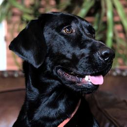 Keirra - Labrador Retriever