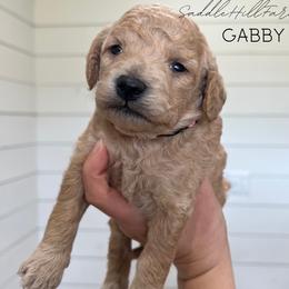 Gabby - Apricot female Goldendoodle puppy in Rienzi, Mississippi from Saddle Hill Farms
