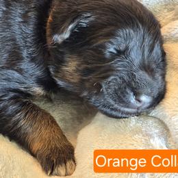 Orange Collar - Black and red female German Shepherd puppy in Sumner, Iowa from Vom Wilke Kennels