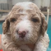 America - Apricot Irish Doodle puppy in Dfw, Texas from Fife Doods