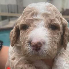 America - Apricot Irish Doodle puppy in Dfw, Texas from Fife Doods