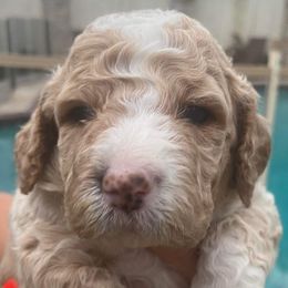 America - Apricot Irish Doodle puppy in Dfw, Texas from Fife Doods