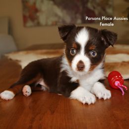 Dark Red Tri - Red tri female Toy Australian Shepherd puppy in Chandler, Oklahoma from Parsons Place Aussies
