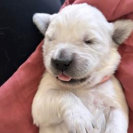 Girl 5 - Light golden female Golden Retriever puppy in Manti, Utah from Arrowhead Kennels