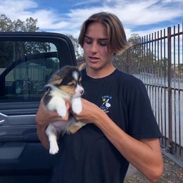 Pembroke Welsh Corgi Puppies from CB Corgis