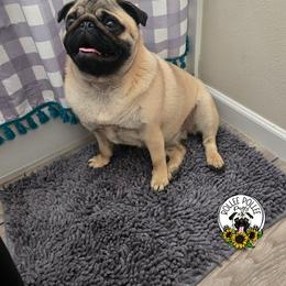 Opal - Pug